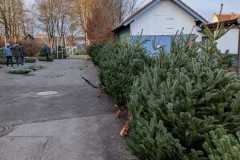 Christbaumverkauf-2025-7